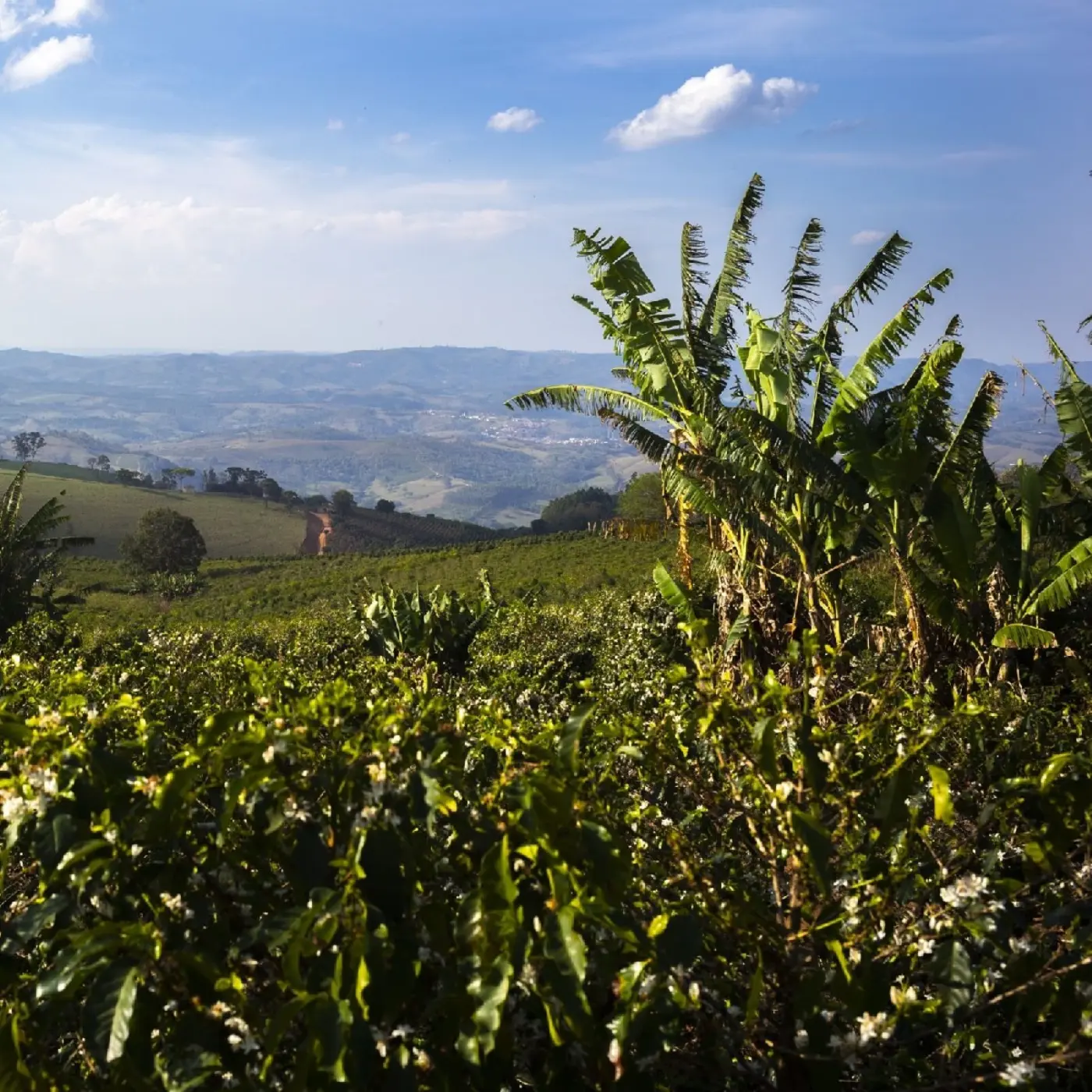 Café Fazenda Ambiental Fortaleza Arara - Natural | Café de spécialité | Vente en Ligne