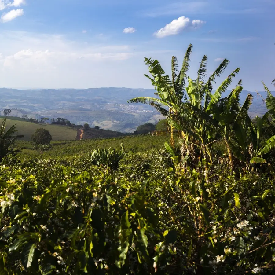 Café Fazenda Ambiental Fortaleza Arara - Natural | Café de spécialité | Vente en Ligne