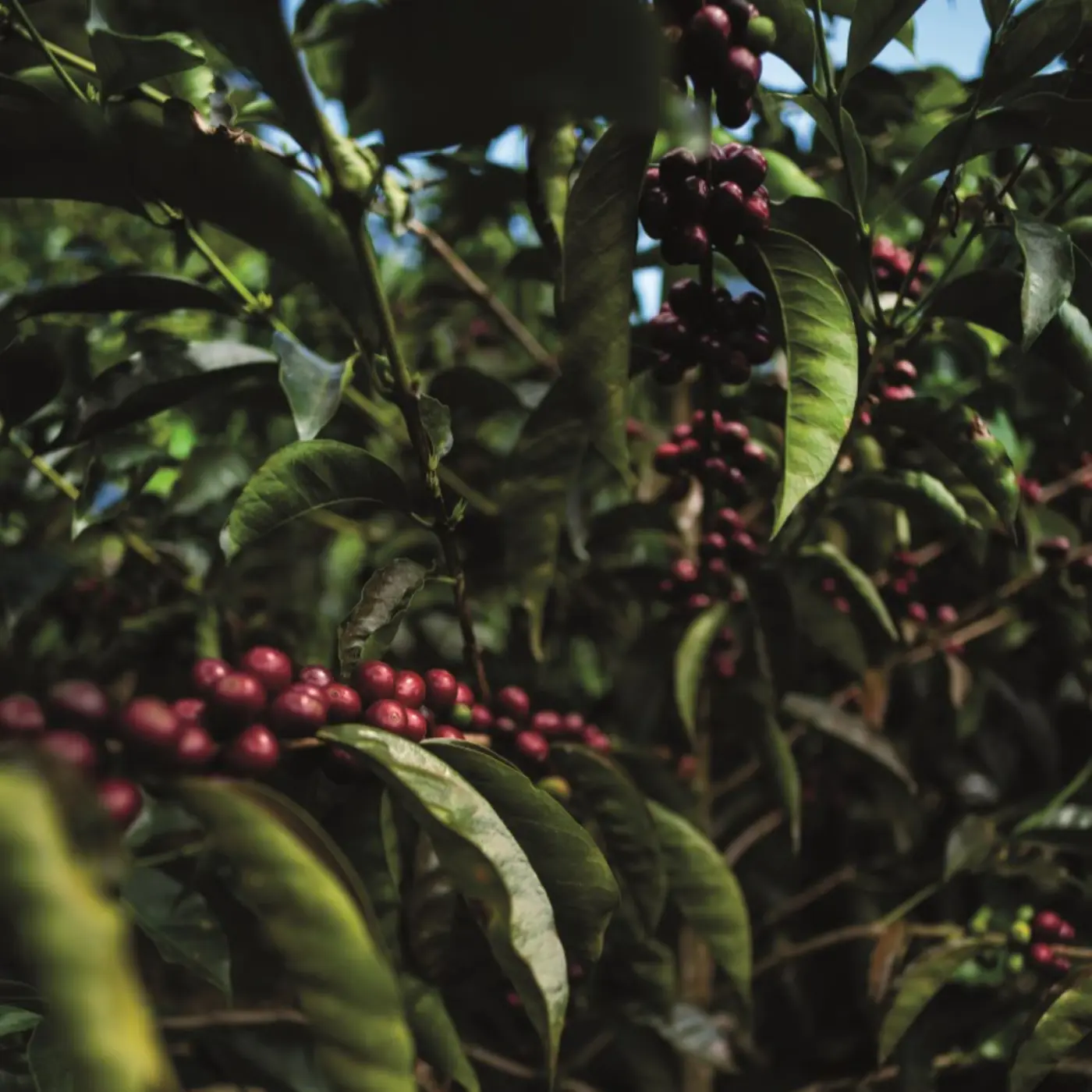 Légendes Alejo Castro - Volcan Azul Estate - Cardamono SL28 Washed| Terres de Café | Vente en ligne