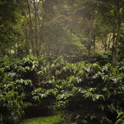 Specialty coffee by Terres de Café - Coffee The Forest