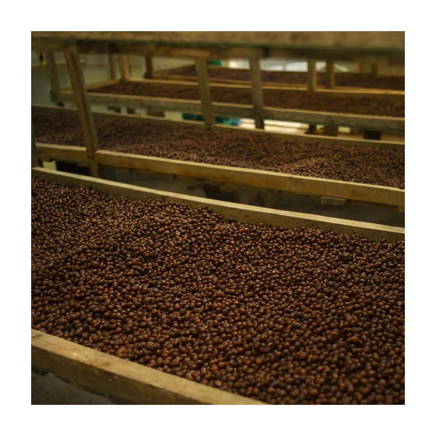 café de spécialité Terres de café - Parcelles - Équateur