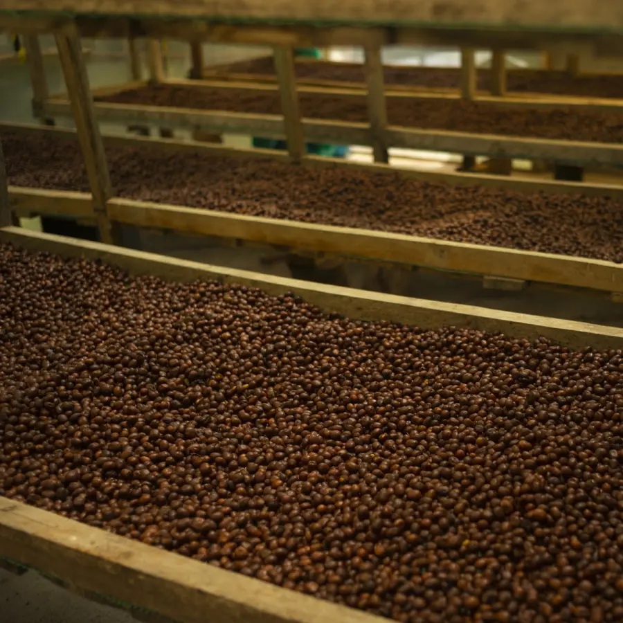 Café Blend Parcelles - Équateur | Vente en Ligne