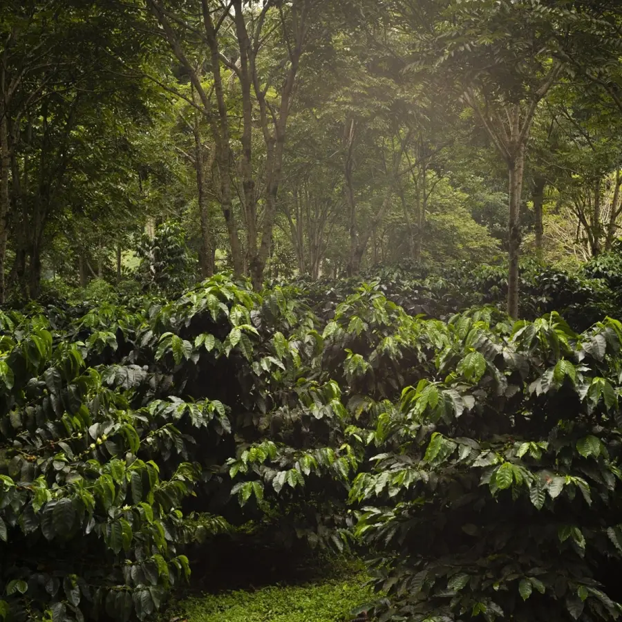 Parcelles - Ecuador| Speciality Coffee | Buy Online