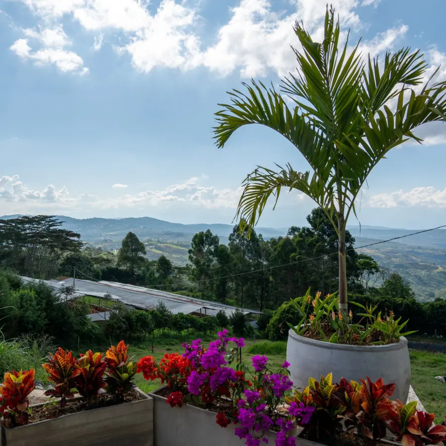 Speciality coffee I Altos de Bijao Estate Project Coffee | Online sales