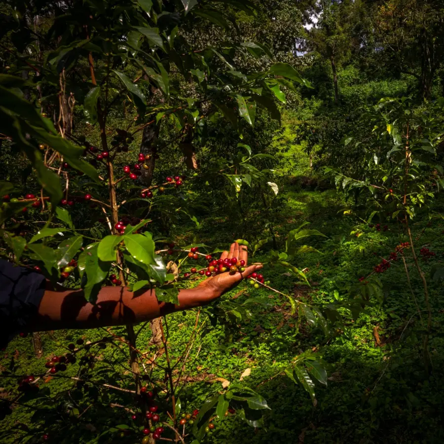 Coffee KSF Goma Forest Bio | Speciality Coffee | Buy online