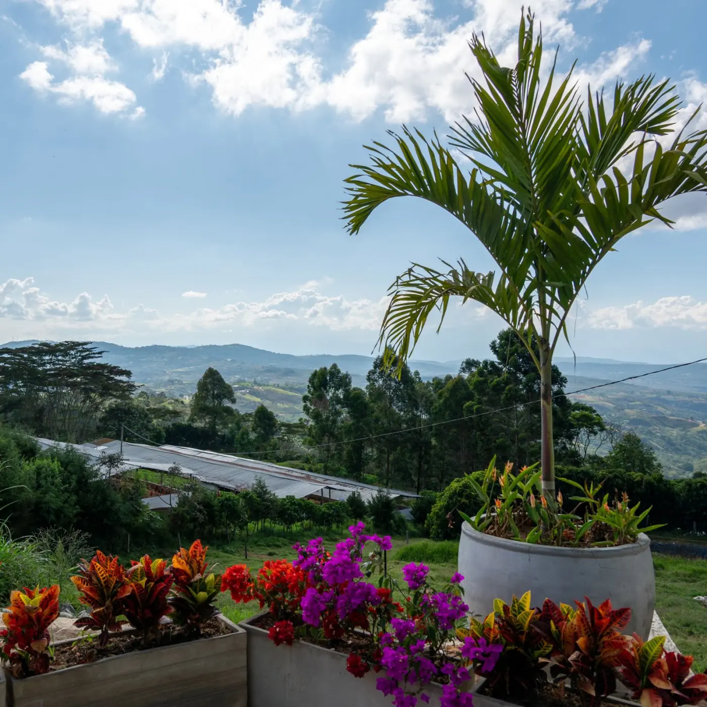 Speciality coffee I Altos de Bijao Estate Project Coffee - kg | Online sales