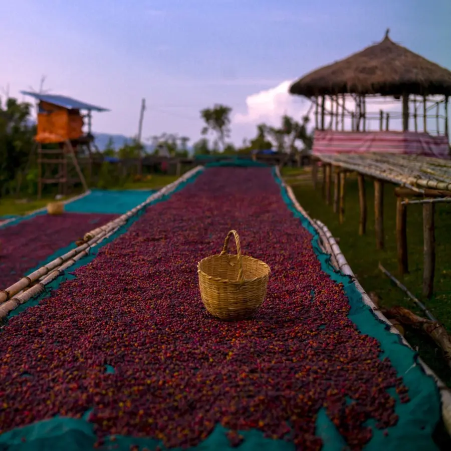 Coffee KSF Old Trees bio | Speciality Coffee | Buy Online