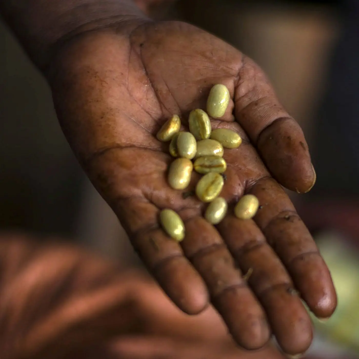 Coffee H3 kg | Speciality Coffee | Buy Online