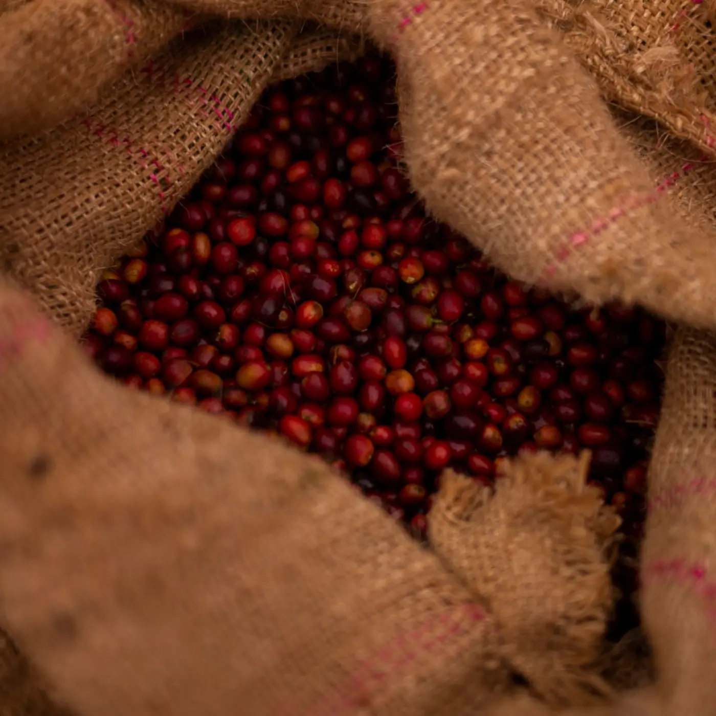 Coffee H3 | Speciality Coffee | Buy Online