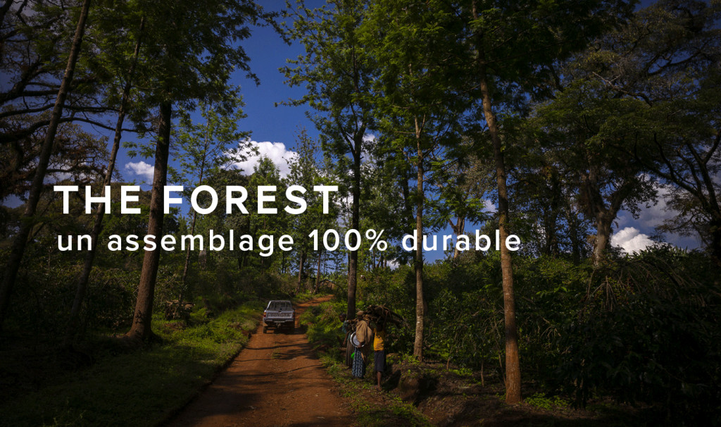 THE FOREST, un café 100% durable