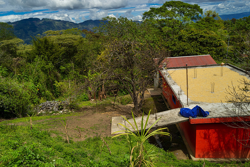 Village de Sibactel. Séchage du café en parche sur les toits des maisons Maya.