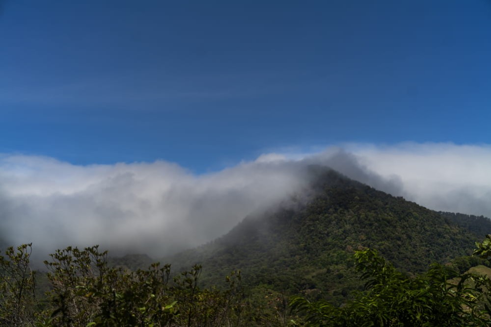 Les Geisha du Panama