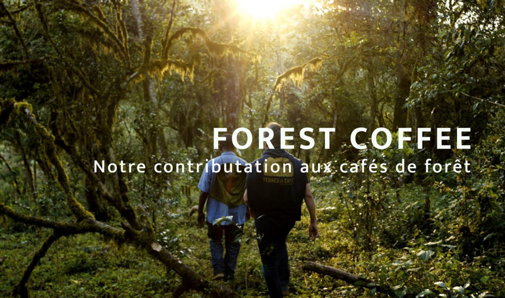Forest Coffee contribution