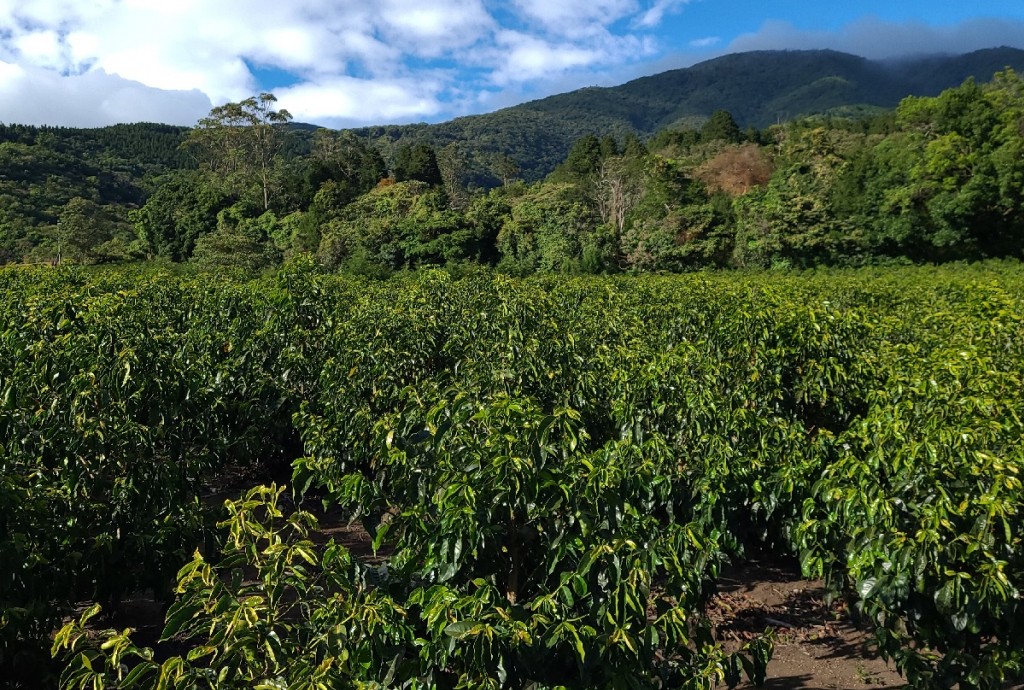 CARNET DE SOURCING CAFÉ : VOLCAN AZUL, COSTA RICA - FÉVRIER 2022