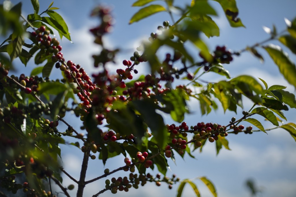 Quelles sont les variétés et espèces du café?