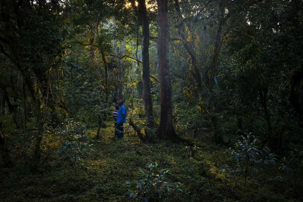 Podcast : Les Cafés de Forêts, Ethiopie, Wallaga (2/12)