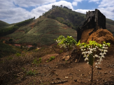 Terres de Café dans la presse