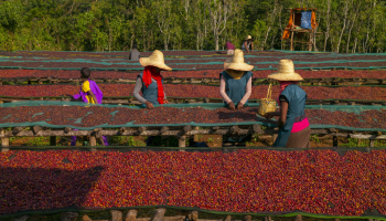 Heirloom Project - Wallaga Ethiopia