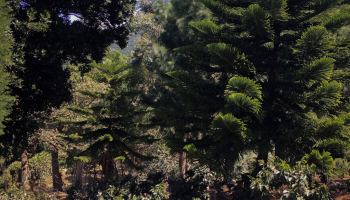 The best lots from the best farm in Costa Rica!