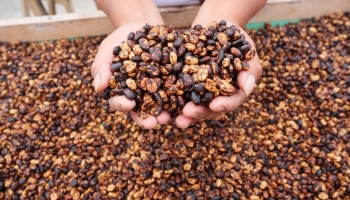 QU'EST-CE QU'UN CAFÉ GRAND CRU ?