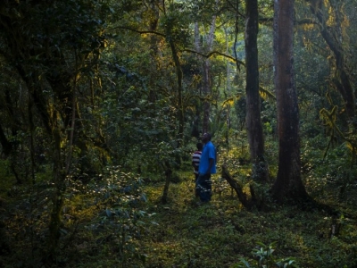 Podcast : Les Cafés de Forêts, Ethiopie, Wallaga (2/12)